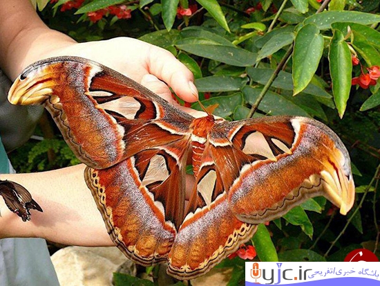 عکس + بزرگترین پروانه دنیا را بشناسید